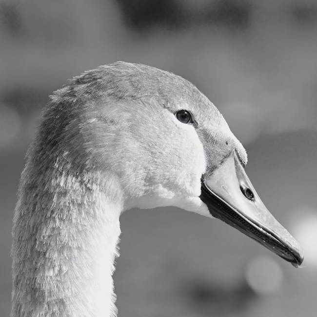 Close-up image of a swan's head and upper neck positioned indoors, with natural light illuminating its white feathers and distinctive black beak. The swan's eye is visible, appearing alert, while the background is blurred, suggesting an enclosed environment such as a community centre or indoor animal exhibit. The setting appears to be part of a relocation or transport scenario, with the swan possibly being temporarily contained or transported within a building. The scene reflects careful handling during a home relocation or moving process, consistent with professional removals services like those provided by [COMPANY_NAME]. The image emphasizes the importance of safe transportation and handling of items with care, akin to moving delicate or valuable objects, within the context of furniture transport or packing and moving activities.